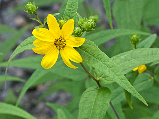 note sharp pointed leaves